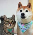 Ginnan Doge's Sister logo