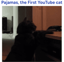The First Youtube Cat logo