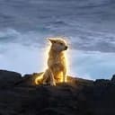 마라도의 파수꾼 logo