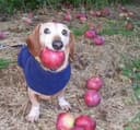 dog with apple in mouth logo