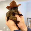 Peanut the Squirrel logo