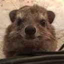 THIS COMM LINKS TO HIS PUMP+5% logo