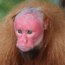 English Monkey  logo