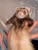 Justice For Lucas logo