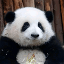 HUA HUA | 花花 logo