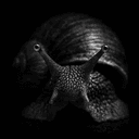 The Immortal Snail logo