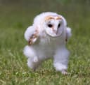 Alfred the baby barn owl logo