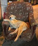 Chill Street Dog logo