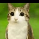 meowl the owl cat logo