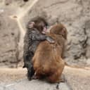 パンチワイフ logo