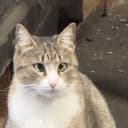 This what cat look heree logo