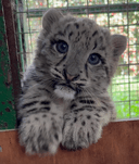 No.1 tiktok snow leopard Zaya logo