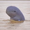 Irrawaddy dolphin logo