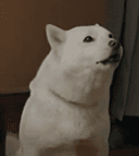 Epstein Files Inu logo