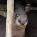 Brazillian Tapir logo
