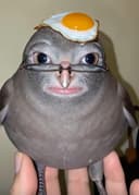 Retard Gay Bird With Egg on Head logo