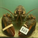 Lobsty Klawfman logo