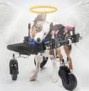 Rest in peace Teigan logo