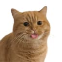 ORANGE CAT BEHAVIOR  logo