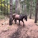 Horse kicks tree, farts on dogs logo