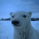 Pythagorean Polar Bear logo