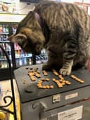 Remember KitKat logo