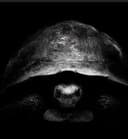 Gradatim Ferociter logo