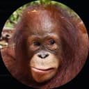 Orangutan Outreach Fund logo