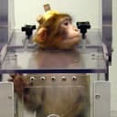 Justice for Animal 15 logo