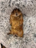 Rye the Prairie Dog logo